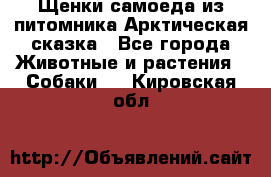 Щенки самоеда из питомника Арктическая сказка - Все города Животные и растения » Собаки   . Кировская обл.